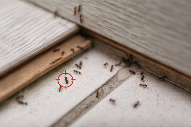 Best Pest Control Near Me  in Park Forest, IL