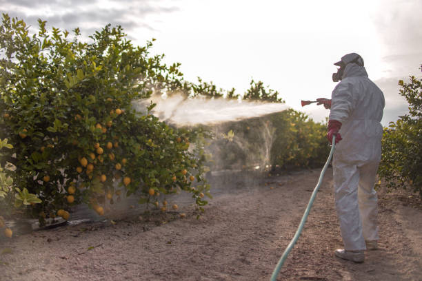 Best Wasp Removal Services  in Park Forest, IL