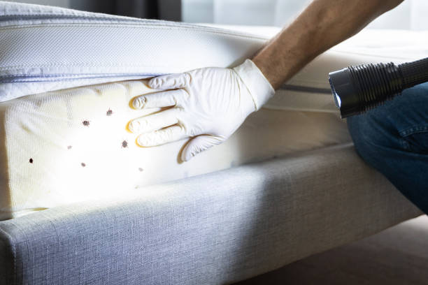 Best Flea Control Services  in Park Forest, IL